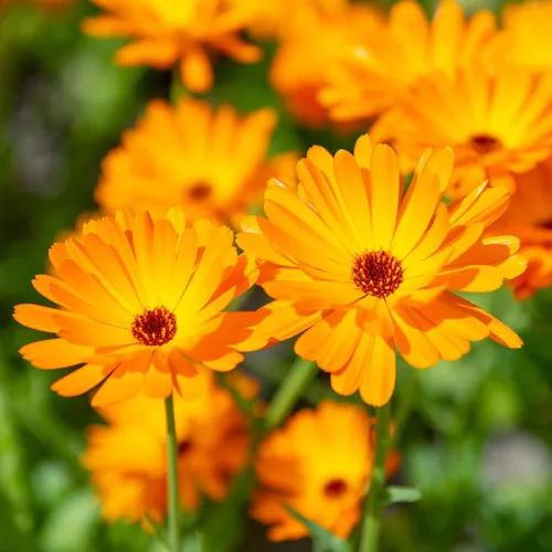 Estratto di Fiori di Calendula Officinalis