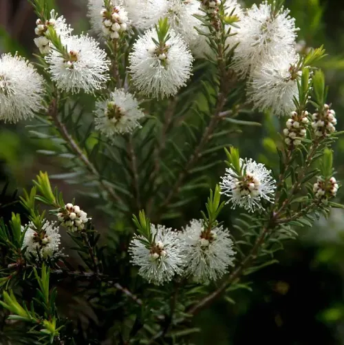Olio di Foglie di Melaleuca Alternifolia (Tea Tree)